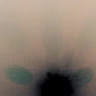 Dan