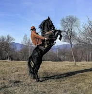 Porumbei Albi Pentru Nunti
