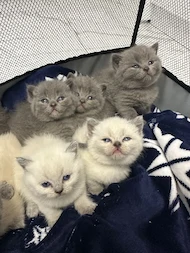 British Shorthair