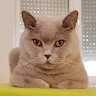 Cristi