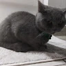 marius