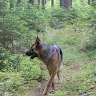 dragos dd