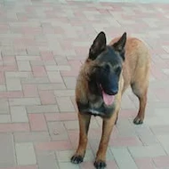 Anntony Armando