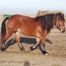 Dan Tomescu