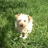  Silviu