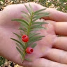 sava iuliana
