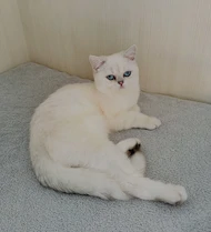 Alina