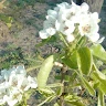 Ghita