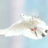Extrem Pigeon
