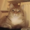Hasan 