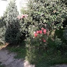 BrenerInstal