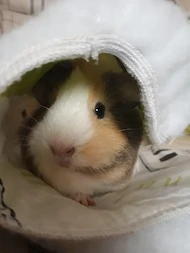 Radu