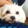 belu cristi