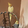 Adu Cotoi