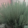 Nelu 60