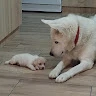 Vlad 