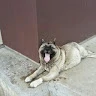 Catalin