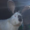Victor 