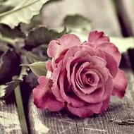 CAMELIA 