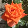 Carmen