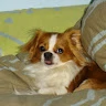 Despina