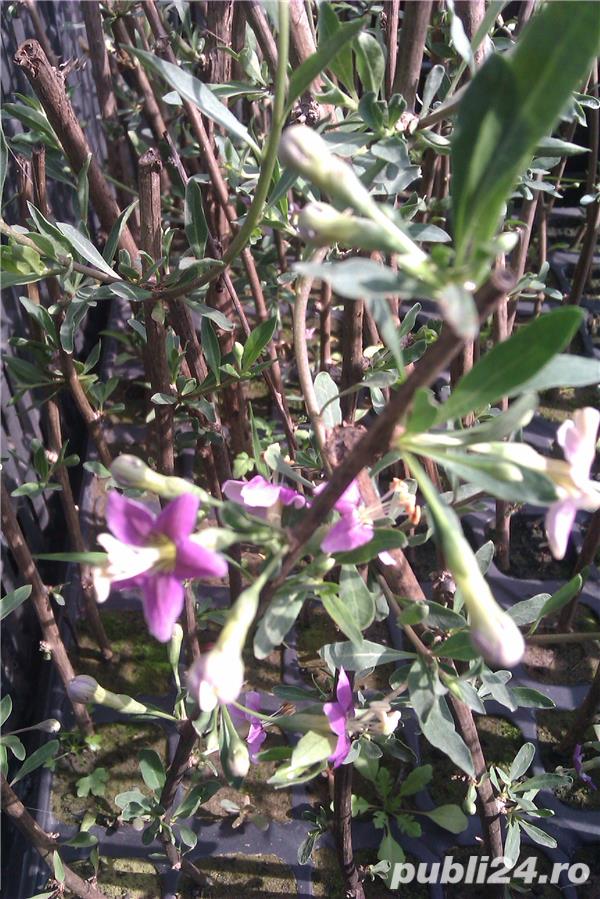 Arbusti Goji Bio pe rod