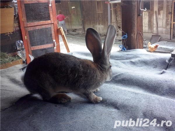 Vand iepuri Urias German Vand iepuri Urias German