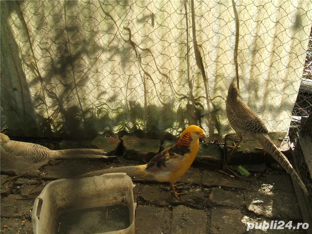 De vanzare fazani si alte pasari De vanzare fazani si alte pasari