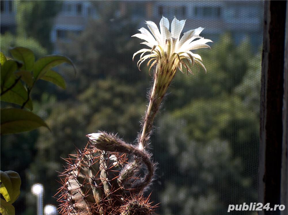 cactus ce infloreste in fiecare an in iunie-august cactus ce infloreste in fiecare an in iunie-august