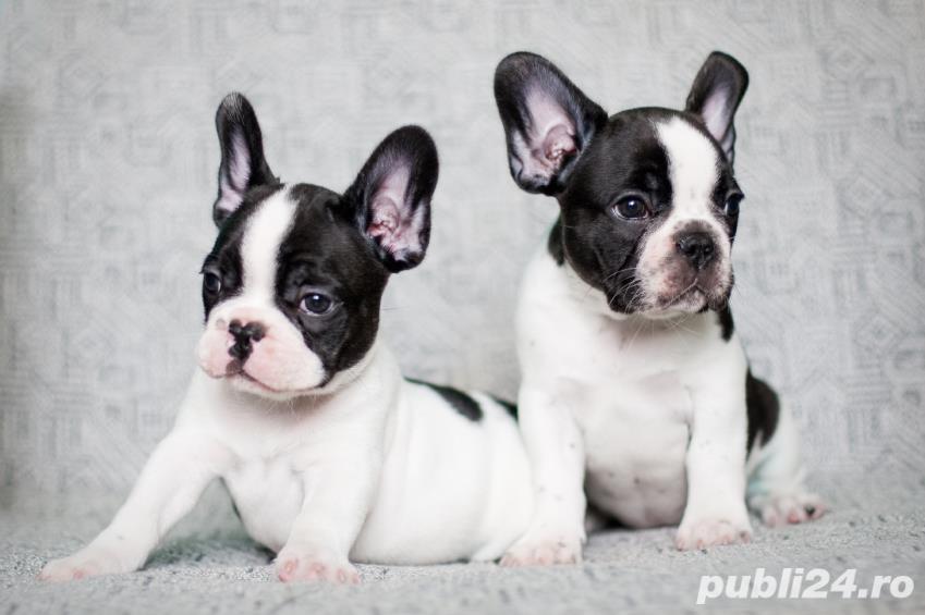 Bulldog Francez - genetic pur - negri, albi si maro Bulldog Francez - genetic pur - negri, albi si maro
