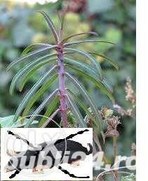 Planta anti cartita, contra cartitelor, sa scapam de cartita ecologic Planta anti cartita, contra cartitelor, sa scapam de cartita ecologic