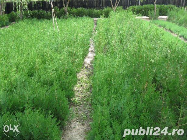 Tuia ornamentala pentru gradina ta