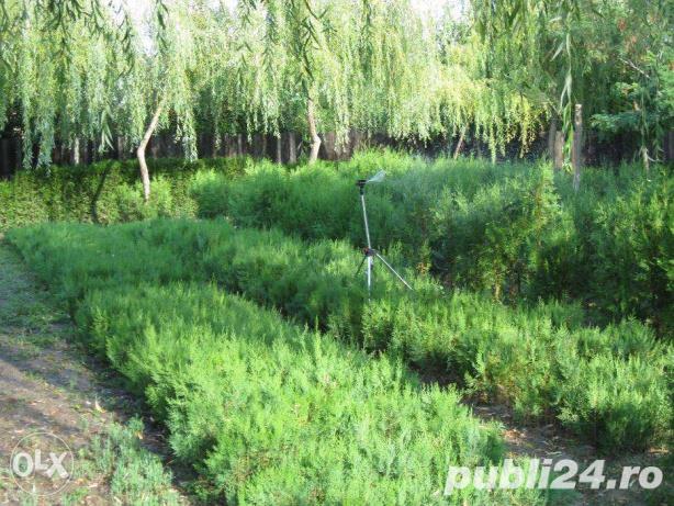 Tuia la preturi accesibile