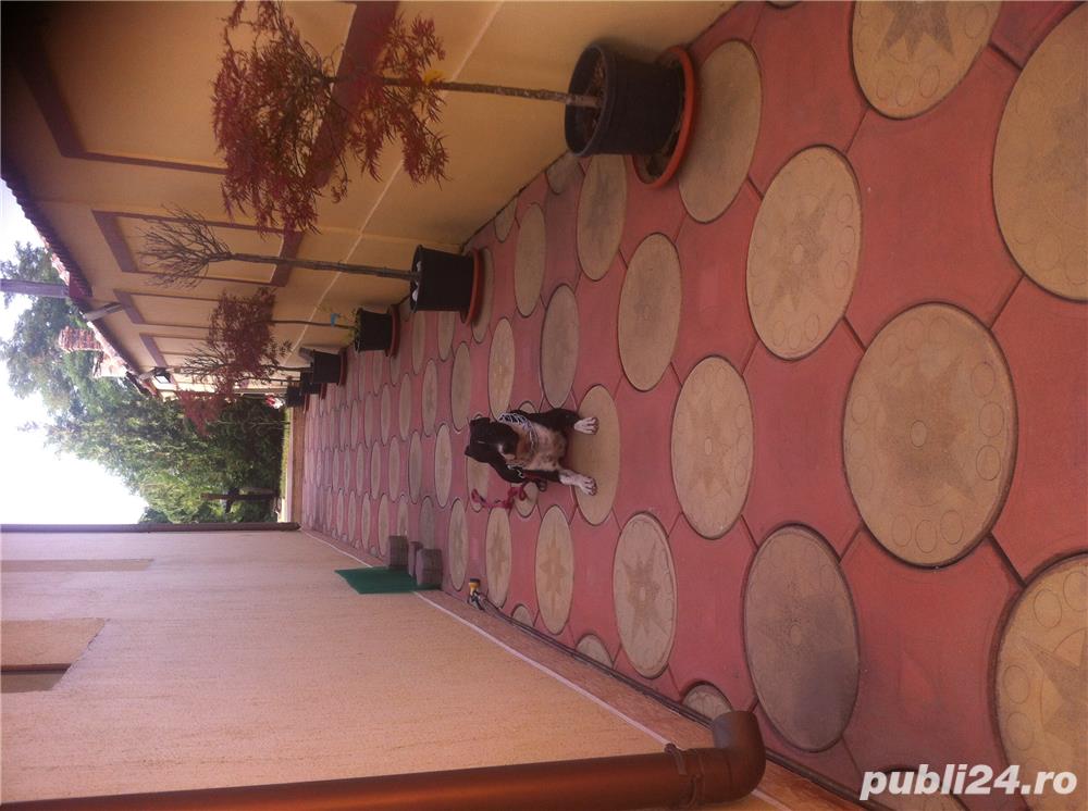 Cursuri de dresaj canin zi de zi