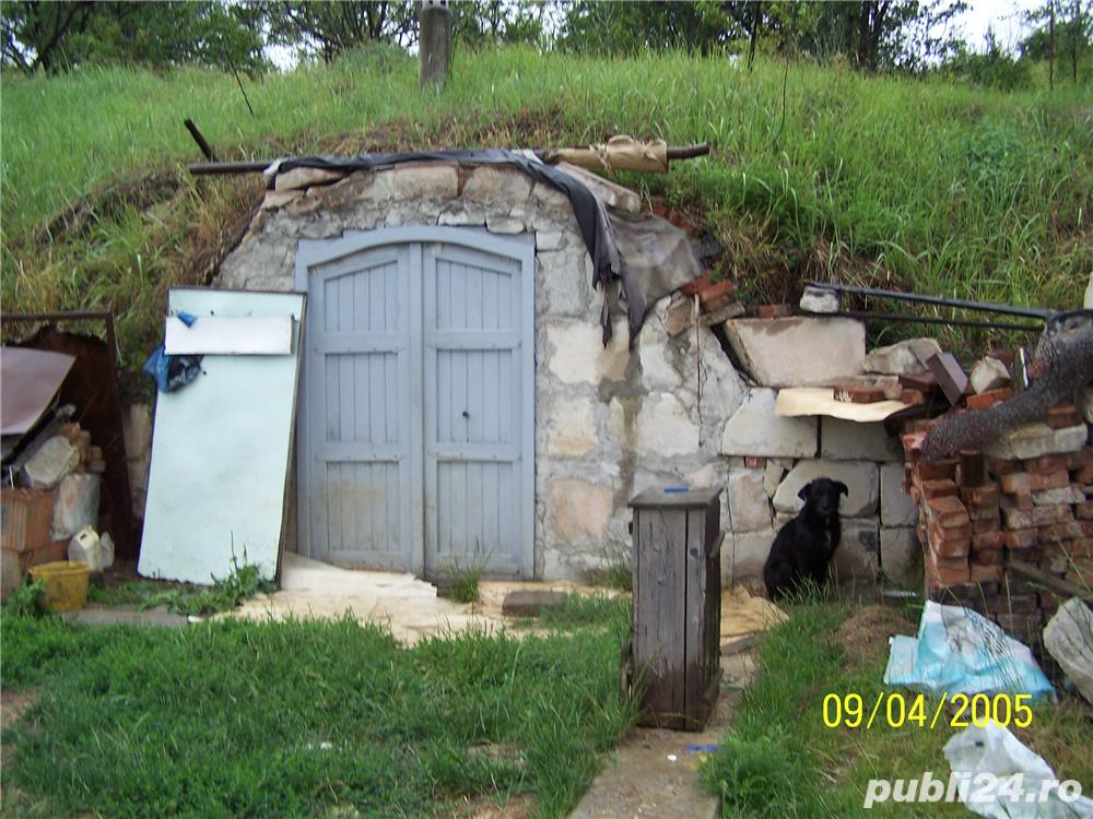 Teren 3000 metri patrati, cu livada si vie, beci de 30 metri patrati cu fundatie casa