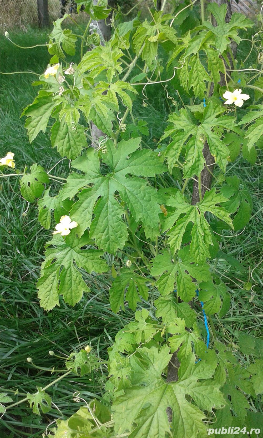 Castravete amar insulina verde 