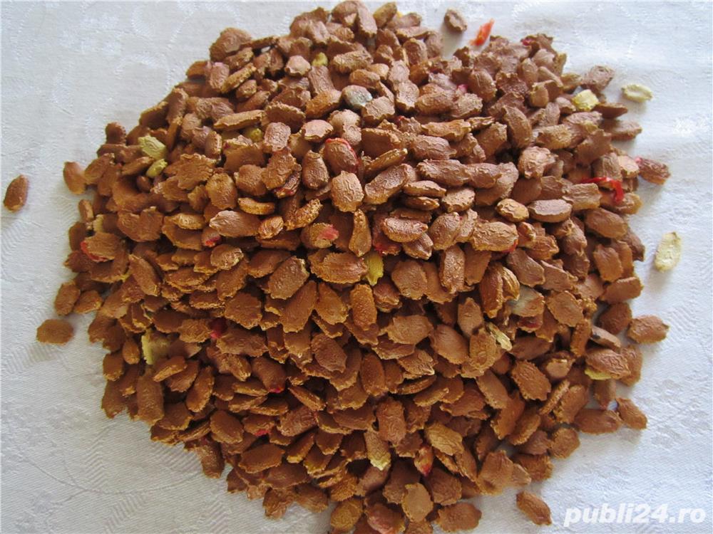 Seminte de castraveta amar Momordica Charantia -2 livrari gratuite luna