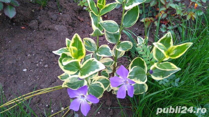 Vinca major simpla si variegata