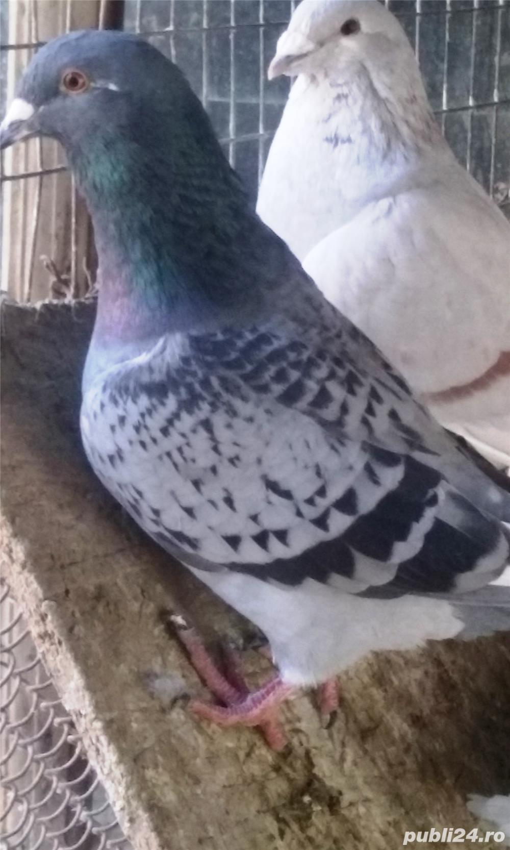 vand porumbei vand porumbei