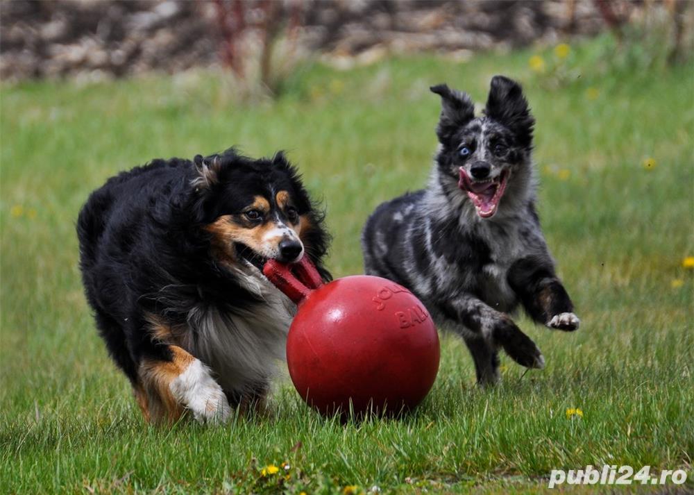 Jucarii interactive caini.