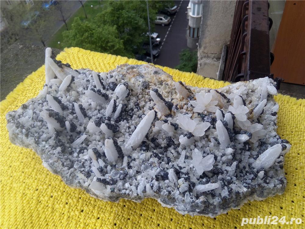 Floare de mina nr 61