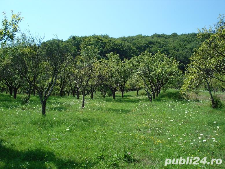 Teren cu livada de pruni si gradina Balilesti Arges 7827mp