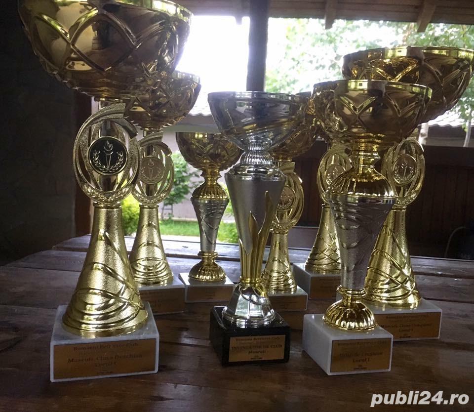 Pui labrador retriever