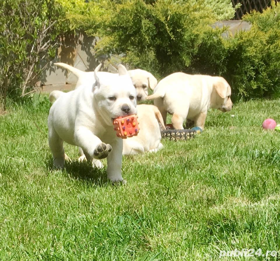 Pui labrador retriever
