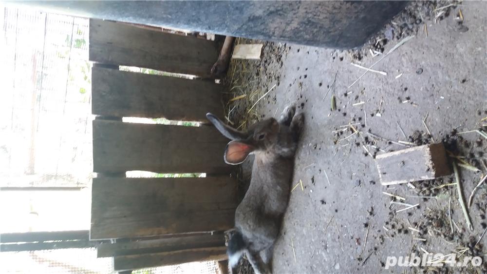 Iepuri uriasi belgieni