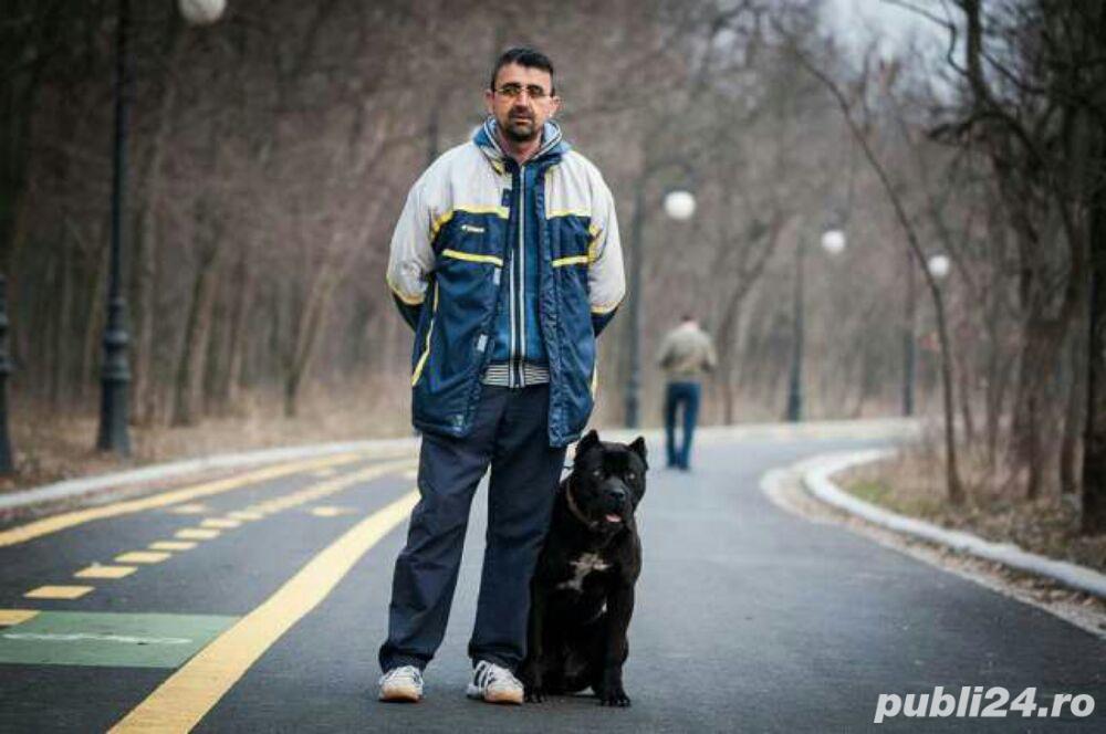 Dresaj canin toate rasele