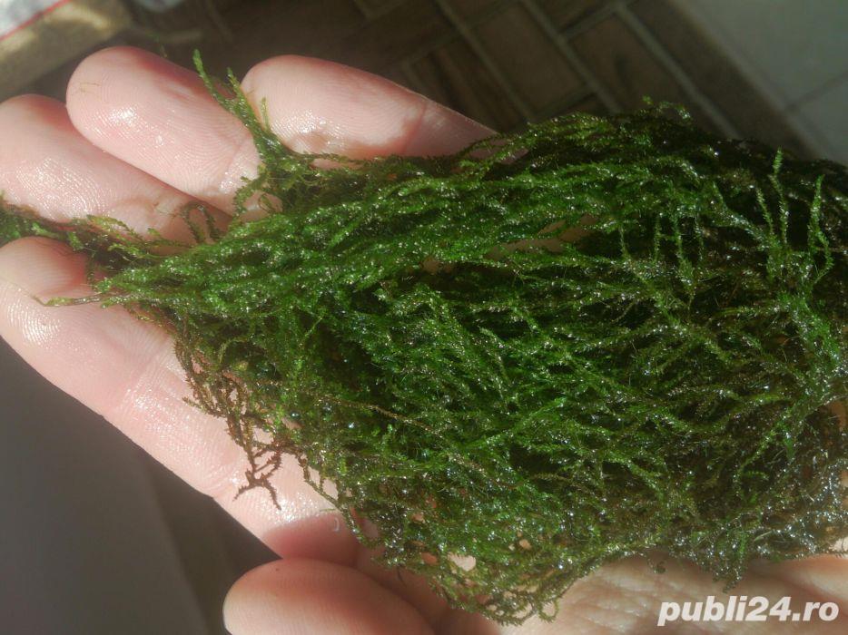 Flame moss acvariu pesti-creveti Flame moss acvariu pesti-creveti