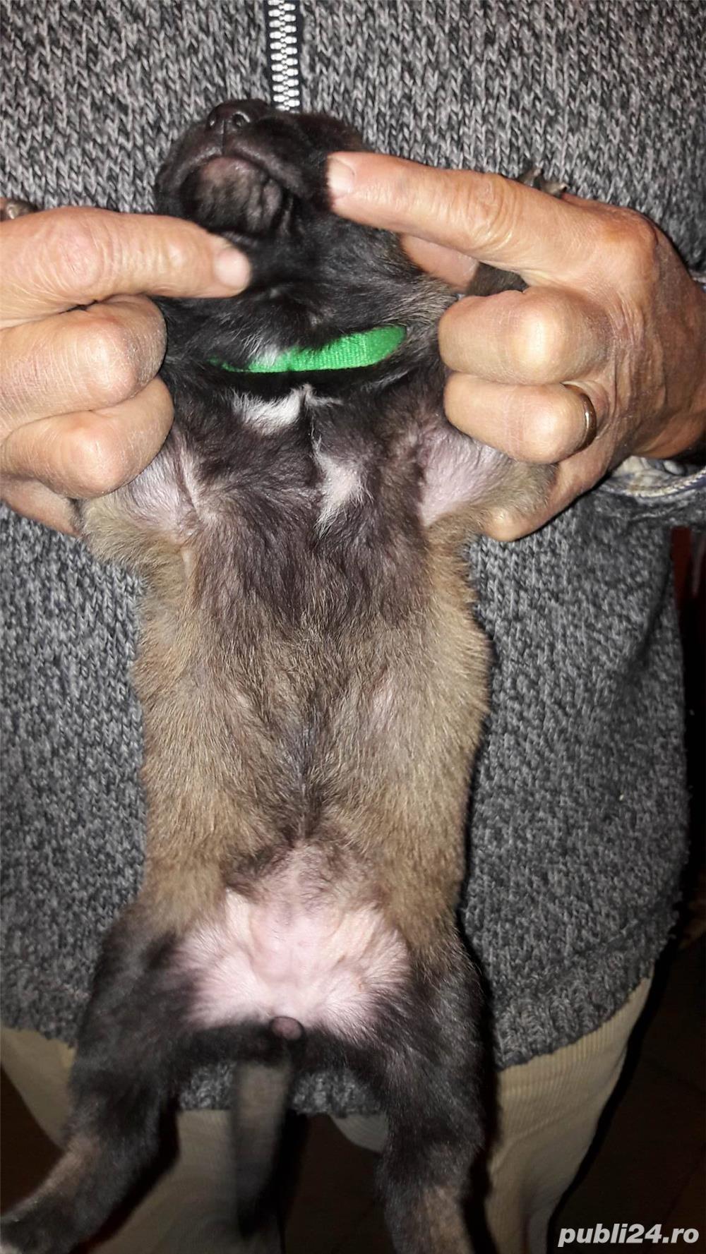 Catei Malinois Catei Malinois