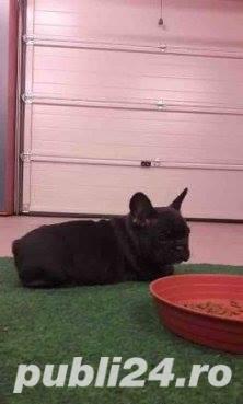 De vanzare bulldog francez De vanzare bulldog francez