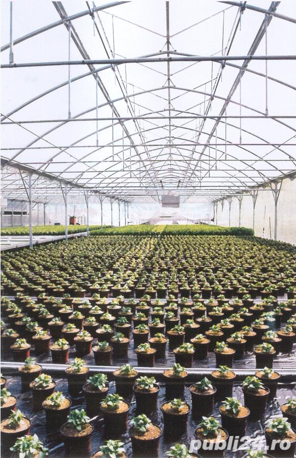 Retehnologizare sere floricultura